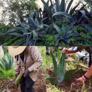 #Medio Ambiente|Comunidades en Jiquipilco plantan agaves para restaurar