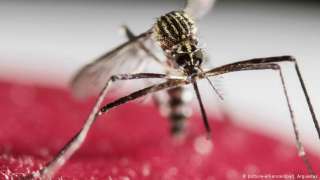 El dengue aumentó en Morelia por población que evitó fumigaciones