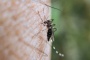Se mantiene Puebla sin nuevas defunciones o contagios por dengue este 26 de marzo: Secretaría de Salud