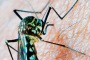 Puebla, sin hospitalizados ni defunciones por dengue en las últimas 24 horas: Salud