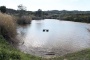 #Municipios | Profepa buscar cocodrilo en Laguna de La Piedad, Edomex