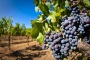 Perfilan México y Francia cooperación en cultivos sustentables de uva